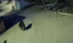 Anne ayı ve yavrusu ilçeyi mesken tuttu