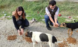 Sokak hayvanlarına mama bırakıldı
