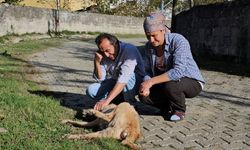 Baktığı köpekler darbedilip, öldürüldü