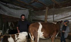 Başkası üzerine görünen inekler için soruşturma başlatıldı