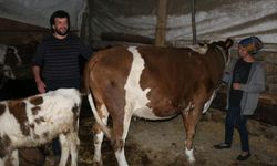 İneklerinin 4 ay başkasının üzerine kayıtlı olduğunu öğrenince şok oldu