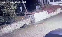 Yiyecek arayan ayılar güvenlik kamerasına yansıdı