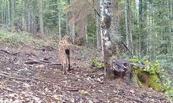 Ormanın hayaleti, ilk defa görüntülendi