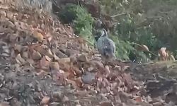Nadir rastlanılan 'ur kekliği' görüntülendi