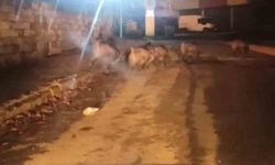 Aç kalan domuzlar, soluğu Orman İşletme Müdürlüğü yerleşkesinde aldı