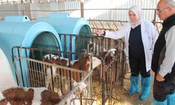 Günlük 5 ton süt üretiyor