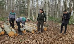 Orman emvali borkotlandı