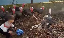 Küçük çocuğun hindilerle mücadelesi tebessüm ettirdi