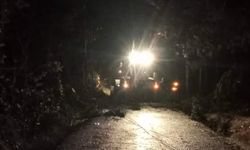 Fırtınada ağaç devrildi: Ulaşıma kapanan yol açıldı