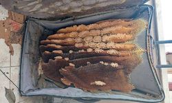 Kaçtığını sandığı arılar, kullanılmayan bavula bal yapmış