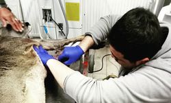 Köpeklerin saldırısına uğrayan yaralı karaca, tedavisinin ardından doğaya salındı