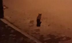 Mahallede kedi avlayan vaşak alarmı: Yakalanması için kapan kuruldu