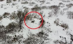 Kış uykusuna yatamayan ayı, dronla görüntülendi