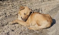 Milletvekilinden ölüme terk edilen köpeklerle ilgili açıklama