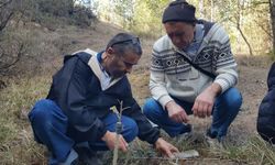 Emekli imam gelecek nesil için doğadaki meyve ağaçlarını aşılıyor