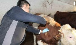 Şap aşılama kampanyası başladı