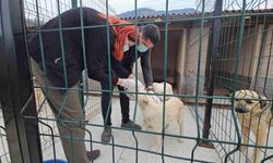 Uyuşturularak ölüme terk edilen köpekler sağlığına kavuştu