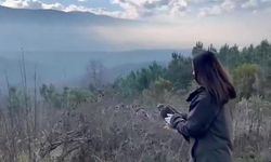Yaralı şahin doğaya salındı