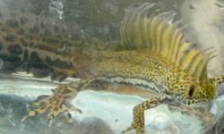 Süs havuzunda 30 su semenderi bulundu