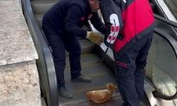 Ayağı yürüyen merdivene sıkışan kedi acı içerisinde yardım bekledi