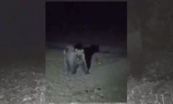 Kış uykusundan uyanan ayılar görüntülenmeye başlandı