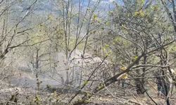Orman yangını; 2 hektar alan zarar gördü