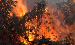 Örtü yangınında 4 hektarlık alan zarar gördü