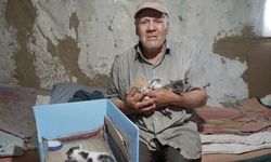 Evinde baygın halde bulundu, beslediği 36 kedisi ise sahipsiz kaldı