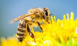 Arı kayıplarına önlem için ilaçlama uyarısı