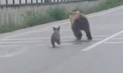 Karayoluna çıkan anne ayı ve 2 yavrusu kamerada
