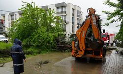 Kuvvetli rüzgarda ağaçlar devrildi, 2 araç hasar gördü