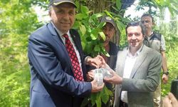 Doğaya Torymus sinensis salındı