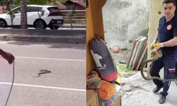 Artan hava sıcaklıkları sonrası ortaya çıkan yılanlar tedirgin ediyor