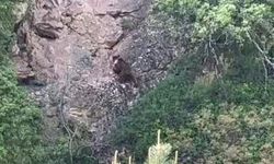 Kayalıklara tırmanan ayı kamerada