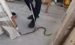 İş yerine giren 1,5 metre uzunluğundaki yılan endişe yarattı
