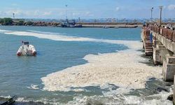 Karadeniz’deki kirliliğin müsilaj değil, alglerden kaynaklandığı ortaya çıktı