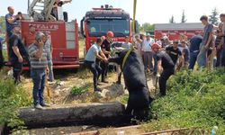 Satmak için getirdiği kurbanlığı rögar çukuruna düştü