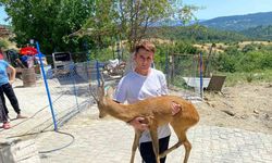 Kurtların saldırmaya çalıştığı yavru karacayı vatandaş kurtardı