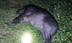 Bahçesine zarar veren domuzu avladı: Tam 200 kilo