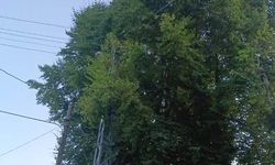 Elektrik telleri ve ağaç dalları sevişiyor: Belediye ve Orman seyrediyor