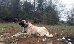 Köpeği öldürmekten 6 ay, sahibini yaralamaktan 6 yıl hapis