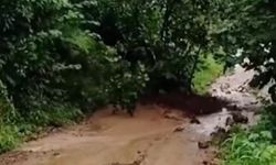 Heyelanla kökünden sökülen fındık ağacının sürüklenmesi kamerada
