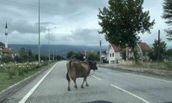 İnek, araçlara aldırış etmeden trafiği tehlikeye soktu
