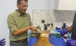 Otomobilin çarptığı yaralı karaca tedavi altına alındı