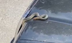 Seyir halindeki otomobilin kaputundan yılan çıktı