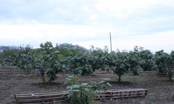 Mor patlıcan incir üretiminde birinci sırada