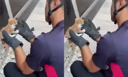 Duvar içine sıkışan yavru kedi itfaiyenin titiz çalışmasıyla kurtarıldı