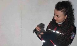 Yaramaz yavru kedi, apartman boşluğuna düştü