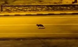 Şehir merkezine inen iki tilki ve çakallar  kamerada