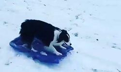 Köpek kızağa binerek kaydı